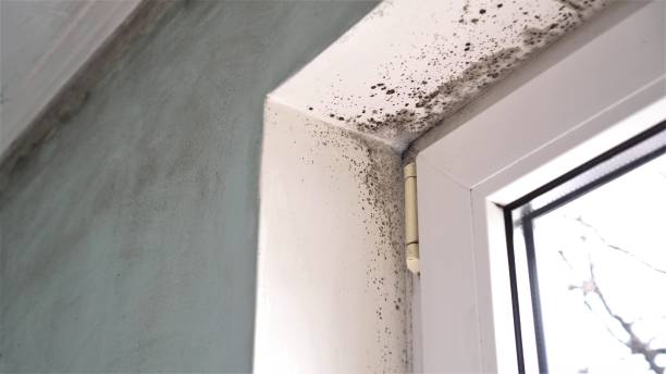 Best Emergency Mold Removal  in Leonville, LA