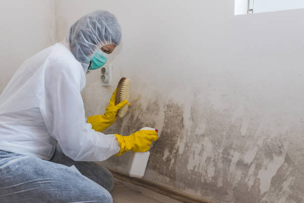 Best Home Mold Removal  in Leonville, LA