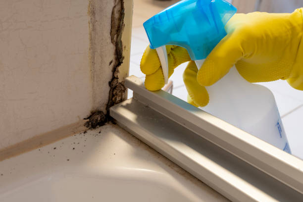 Best Toxic Mold Removal  in Leonville, LA