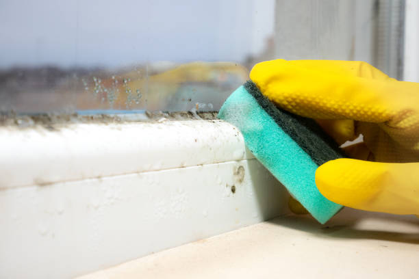 Best Emergency Mold Removal  in Leonville, LA