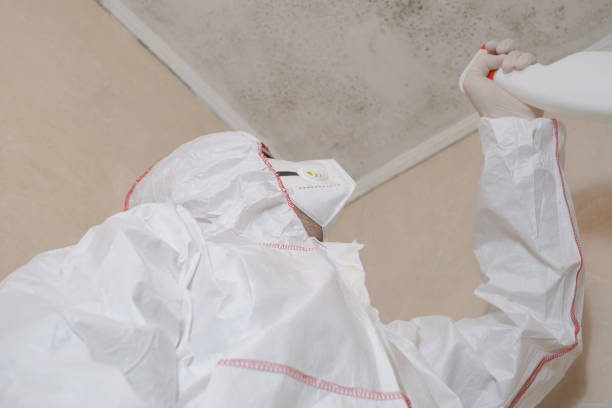 Best Mold Damage Repair  in Leonville, LA