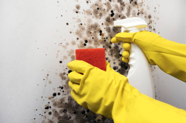 Best Mold Cleaning Services  in Leonville, LA