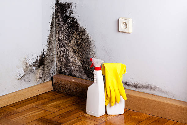 Best Mold Remediation  in Leonville, LA