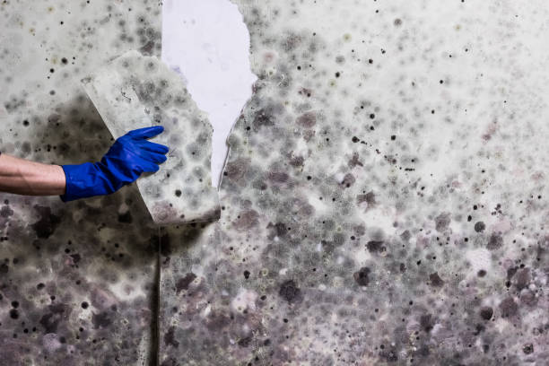 Best Mold Inspection  in Leonville, LA