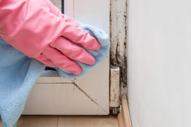 Crawl Space Mold Removal in Leonville, LA